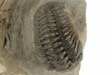 2.3" Morocops Trilobite Fossil - Ofaten, Morocco - #197149-3
